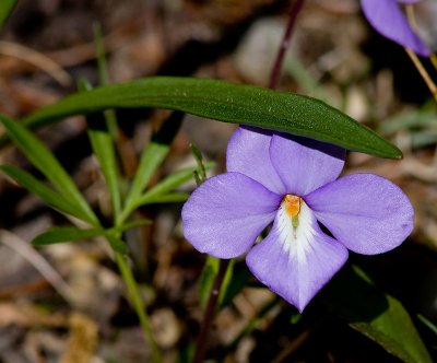 Looks like a small orchid