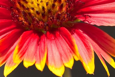 Indian Blanket, Fire-wheel  Gaillardia pulchella