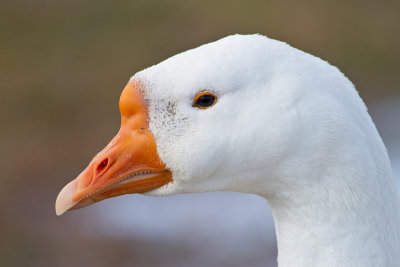 Male Goose, check the teeth