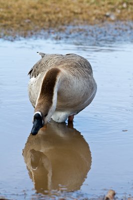 Female Goose