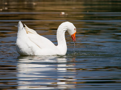 Swan goose 1