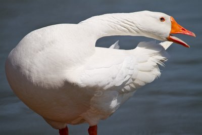 Swan Goose 2