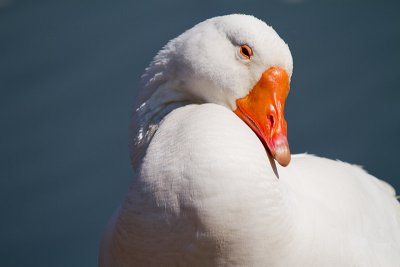Swan goose 3