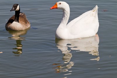 Swan goose/ male and female