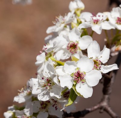 Spring Blooms