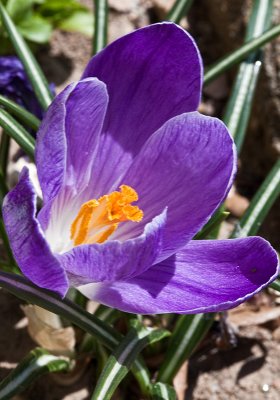 Crocus