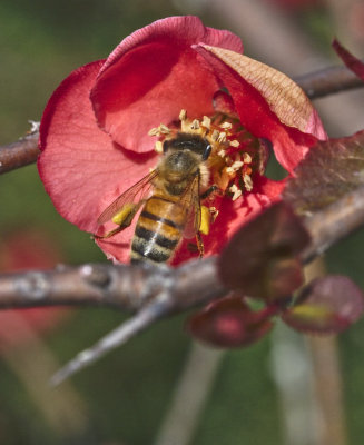 Honey Bee on flowers
