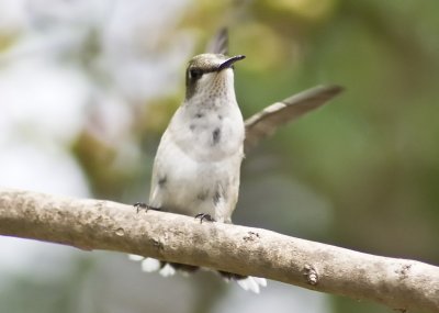 Resting hummingbird, rubythroat