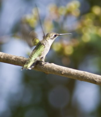 Resting hummingbird, rubythroat