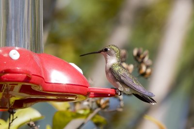 1a hummingbird