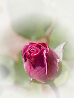 Pink rose bud