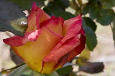Multi Color rose