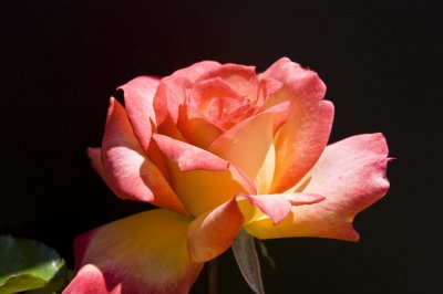 Multi color rose