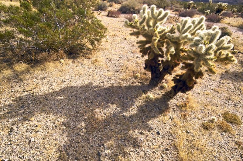 JoshuaTree20055.jpg