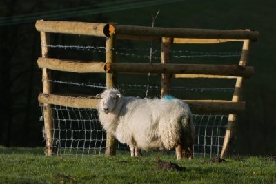 Wales Sheep (hand held)