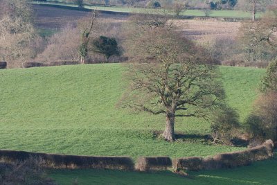 Wales Tree