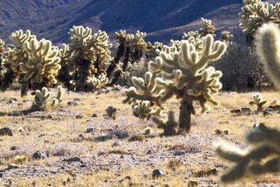 JoshuaTree200510.jpg