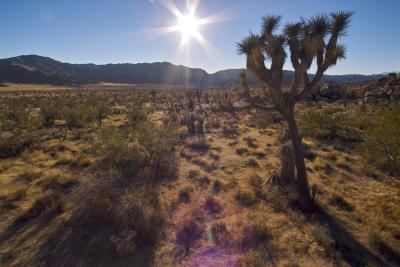 JoshuaTree200514.jpg