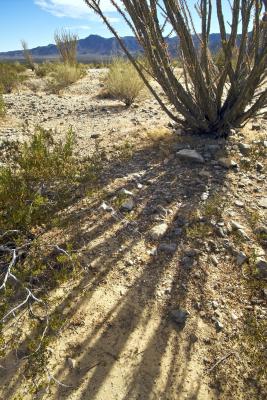 JoshuaTree200519.jpg