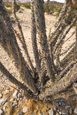 JoshuaTree200522.jpg