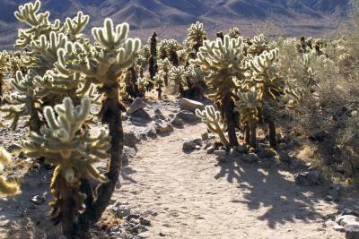 JoshuaTree200524.jpg