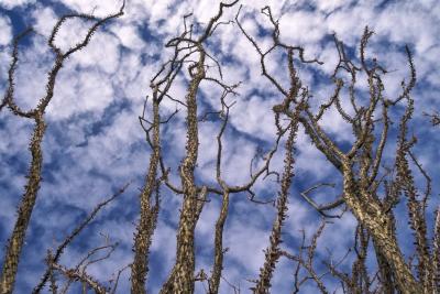 JoshuaTree20053.jpg