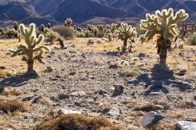 JoshuaTree200532.jpg