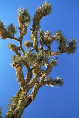 JoshuaTree200533.jpg