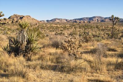 JoshuaTree200537.jpg