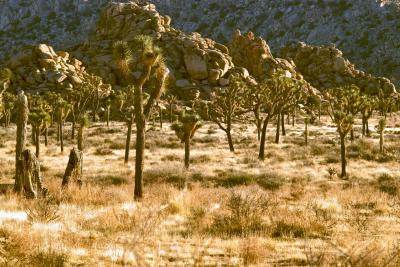 JoshuaTree200538.jpg