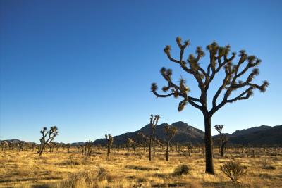 JoshuaTree200539.jpg