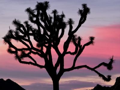 JoshuaTree200547.jpg