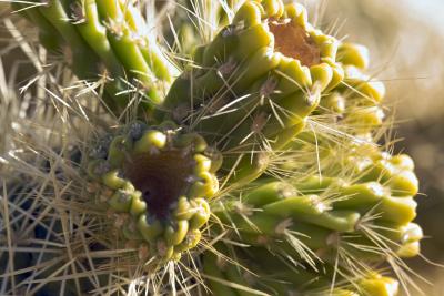 JoshuaTree20059.jpg