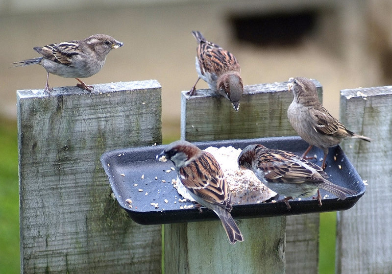 18 July 08 - 5 sparrows feeding