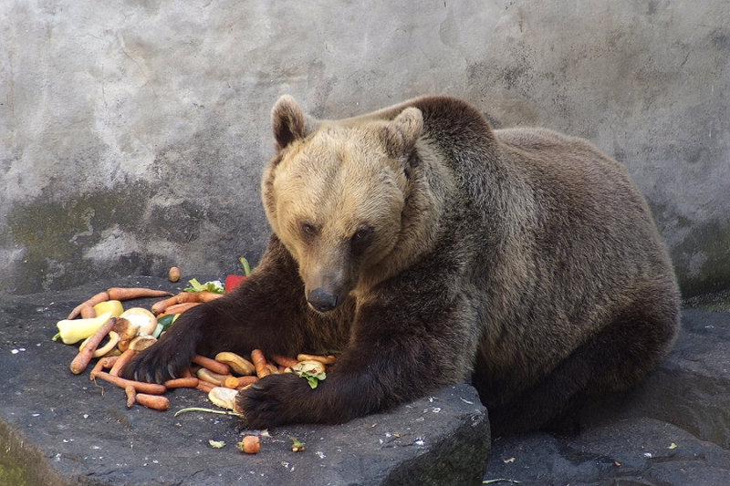 Feeding the bears at Cesky Krumlov