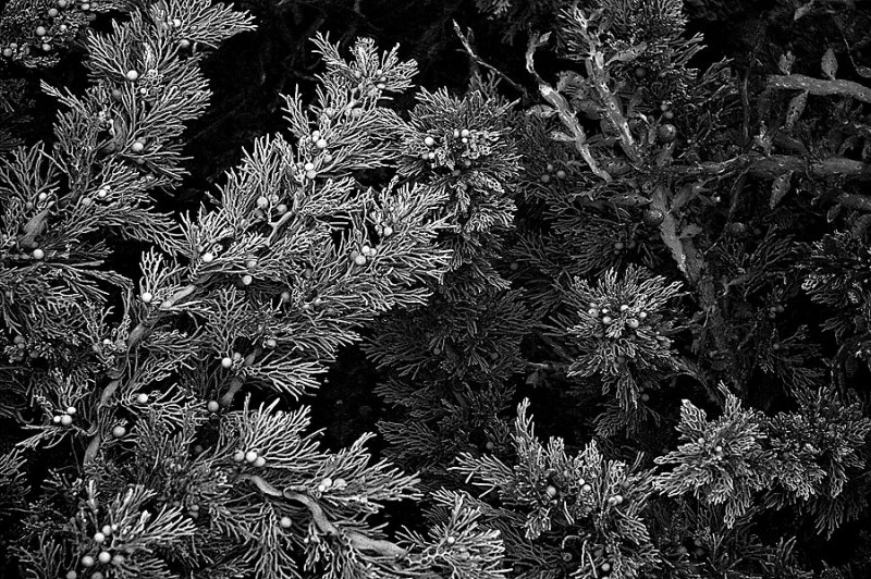 Seaweed in a rock pool