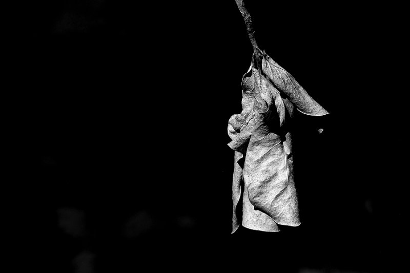 8 Feb 2010 - Sunlight on dried leaf