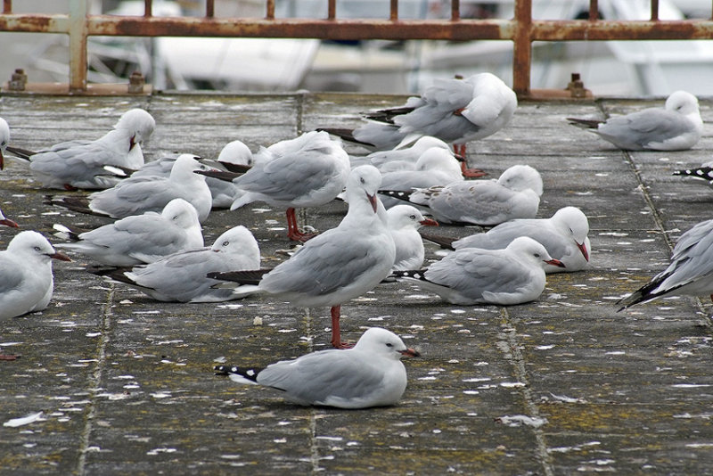 22 Feb 2010 - a conference of gulls
