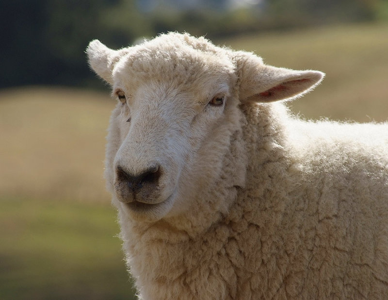 a sheep