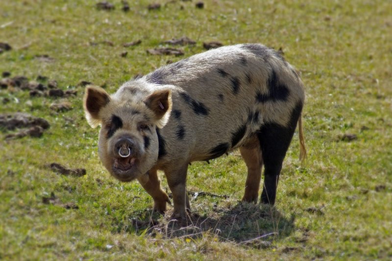 a happy pig