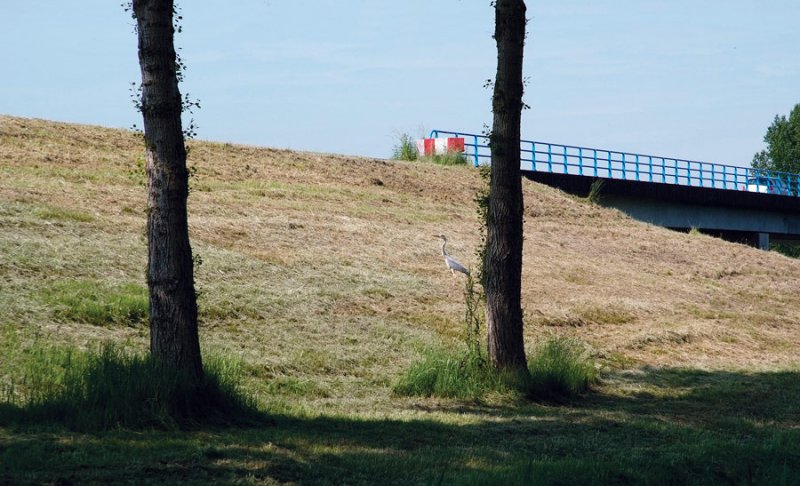 two trees, a bridge and a shy heron