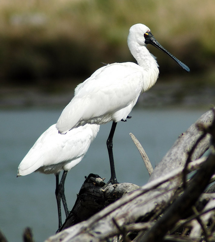 Royal Spoonbill with half an eye open