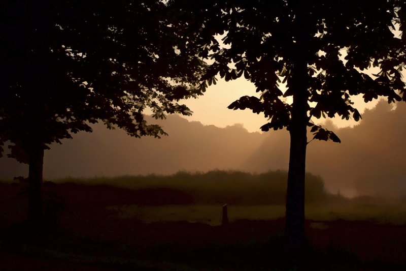 Morning walks, Gelderse Hout