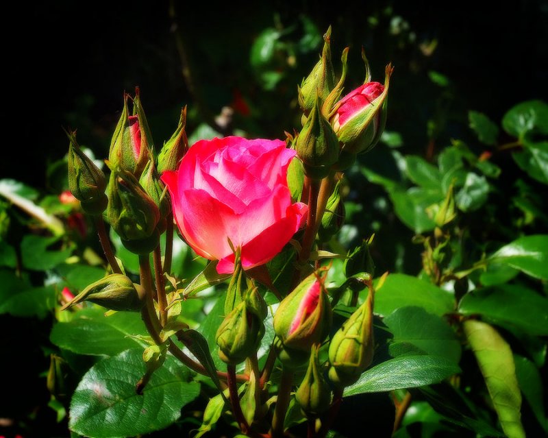 18 Nov 07 - A rose in the garden