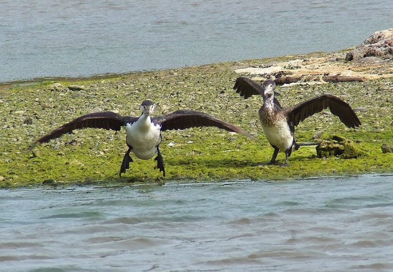 2 shags about to take off