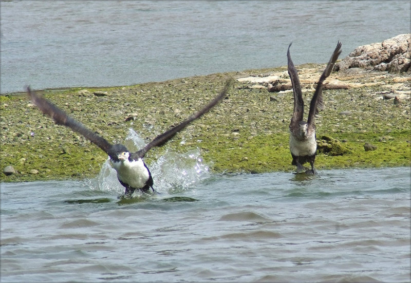 2 Shags getting airbourne