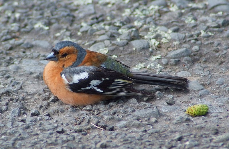 The chaffinch warms itself on the road