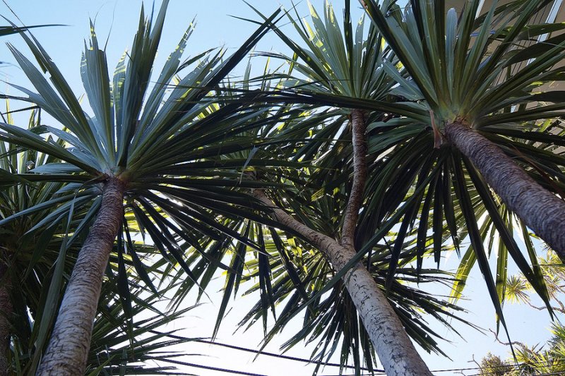 16 March 08 - 3 Cabbage Trees