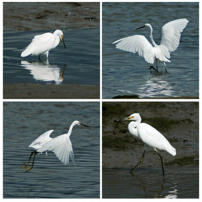 Dance of the Little Egret