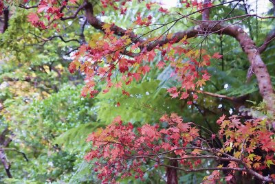 12 May 2010 - autumn colours showing